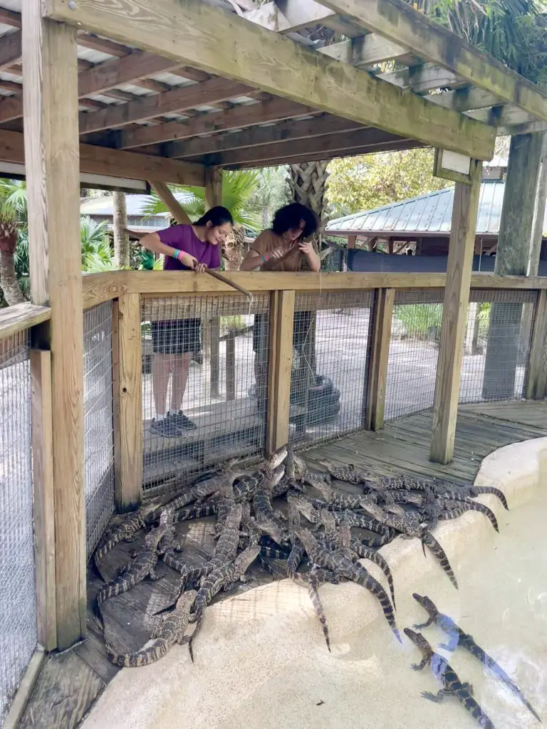 Feeding alligators at Wild Florida