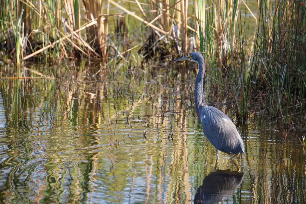 Airboat ride near Orlando: the best way to see local wildlife