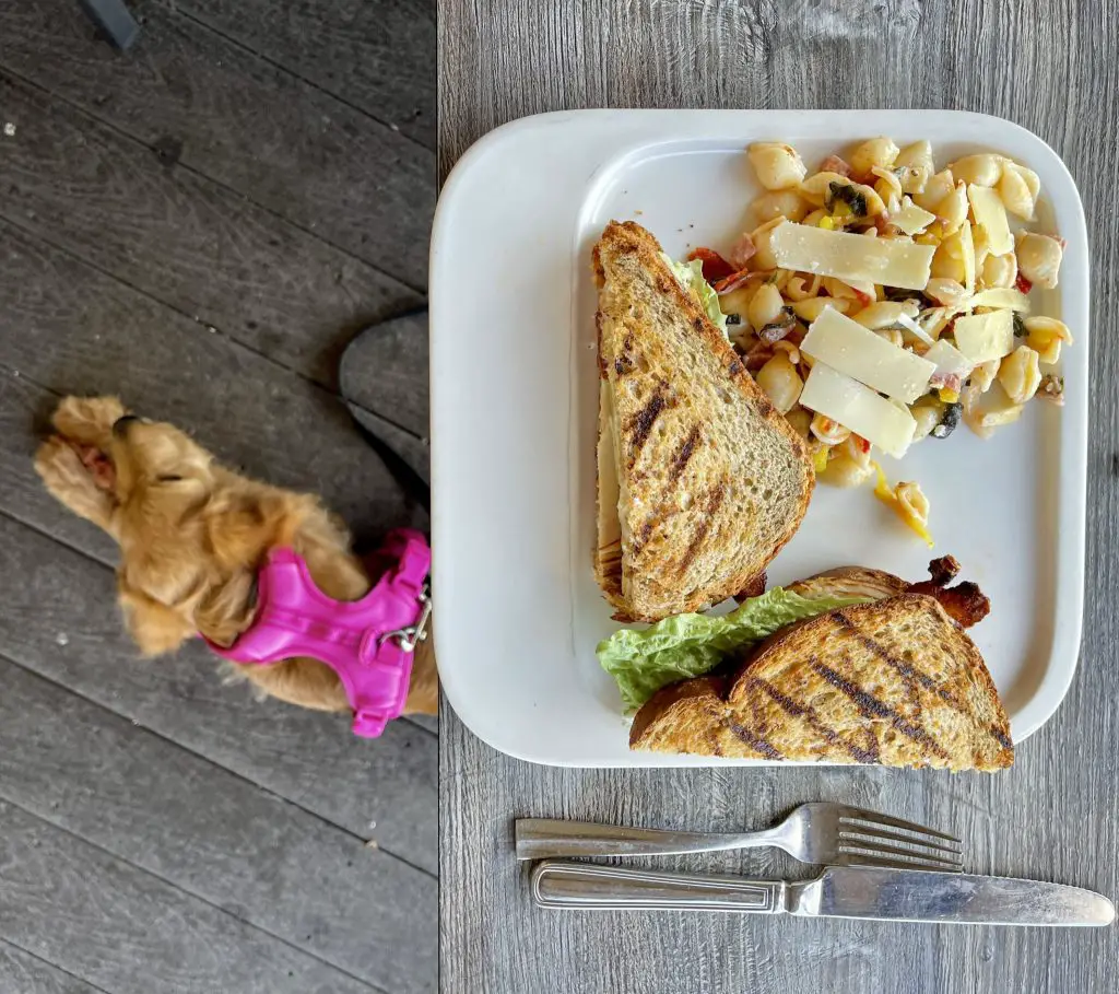 Best pet friendly restaurants in Cape Coral