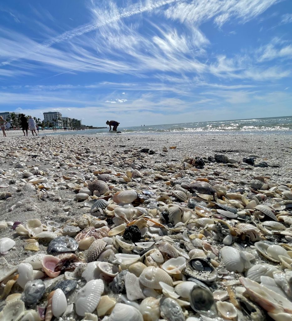Seashells along the shoreline at Lowdermilk Beach in Naples Florida