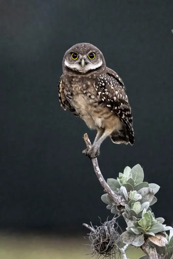 Burrowing Owl
