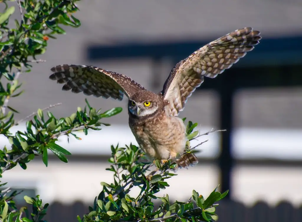 Burrowing owl with extended wings
