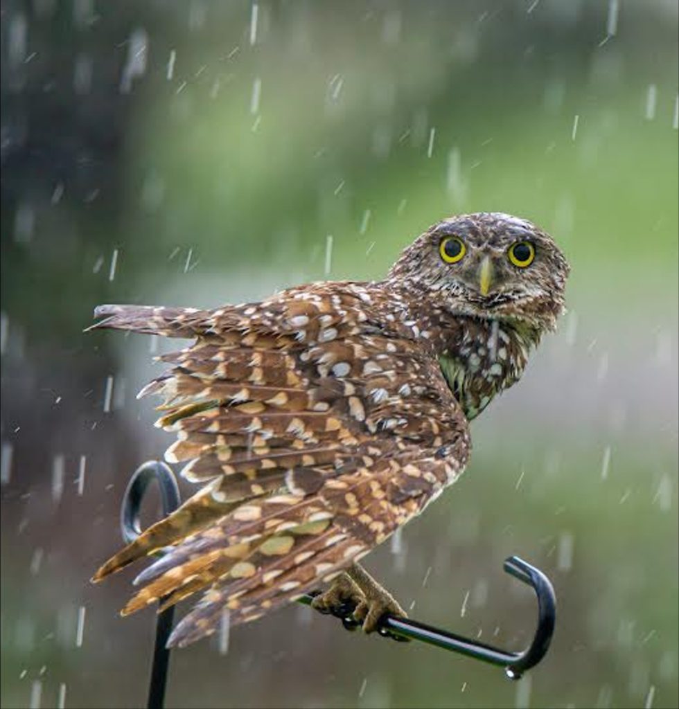 Burrowing Owl in the Rain