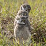 three burrowing owls