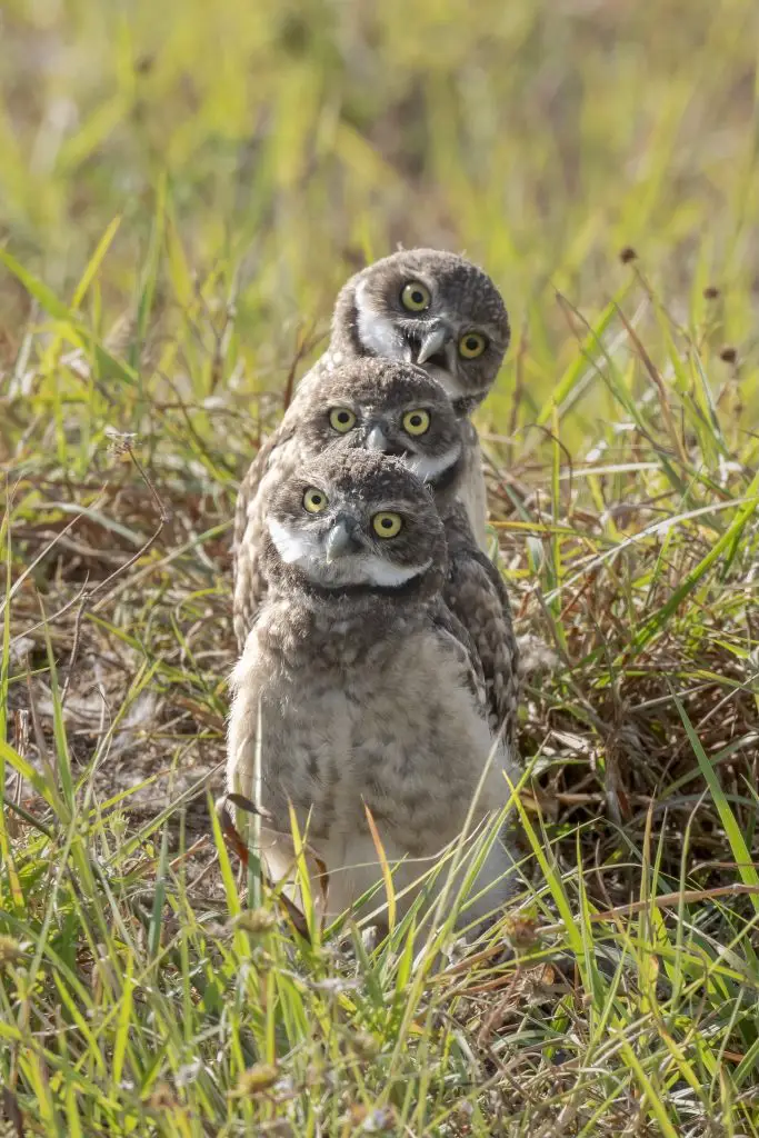 three burrowing owls