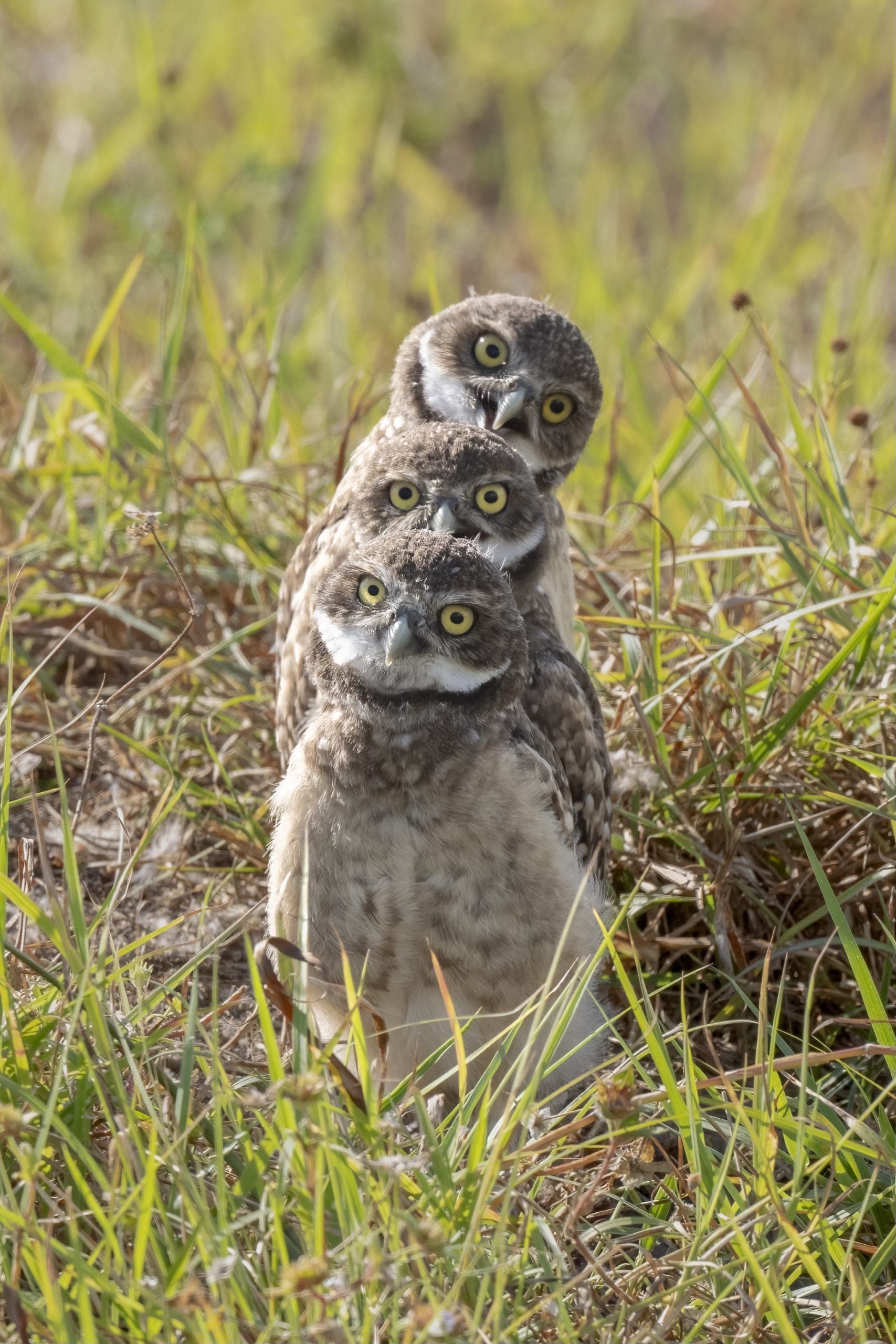 three burrowing owls