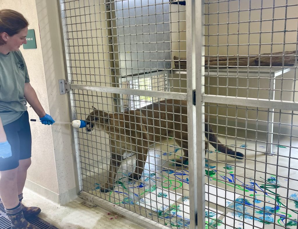 Florida panther named Charlie using target training to paint with blue and green colors on a canvas inside an enclosure.