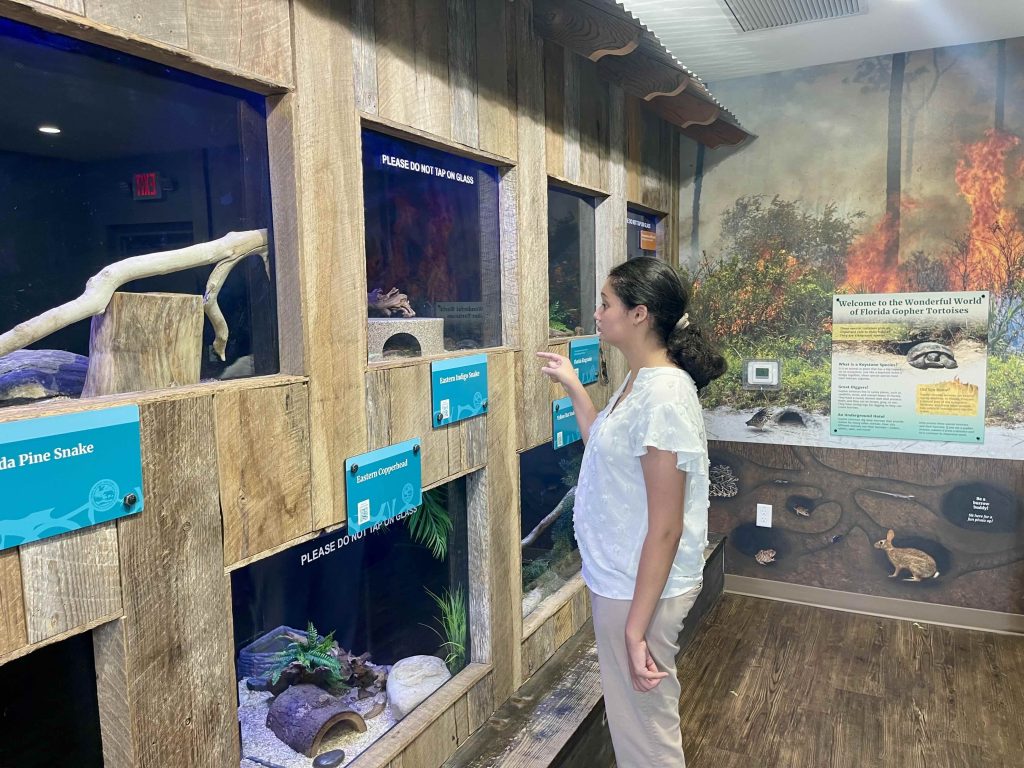 Teen girl observing native Florida snakes inside an educational exhibit at Busch Wildlife Sanctuary.