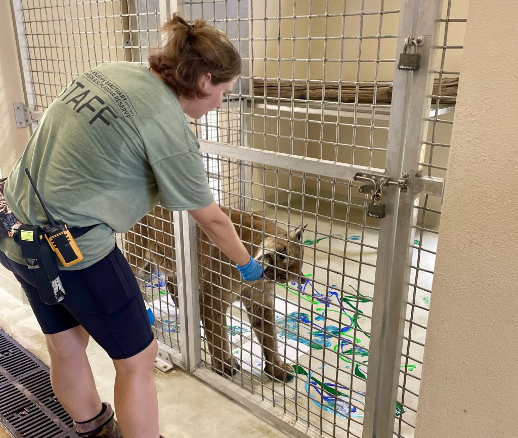 Busch Wildlife Sanctuary staff member offering a training reward to Charlie the panther after painting enrichment.