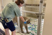 Busch Wildlife Sanctuary staff member offering a training reward to Charlie the panther after painting enrichment.