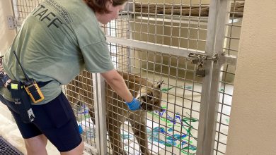 Busch Wildlife Sanctuary staff member offering a training reward to Charlie the panther after painting enrichment.