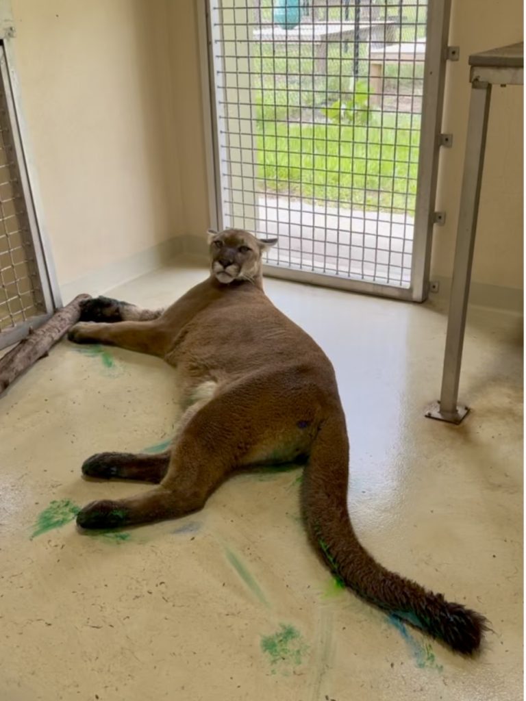 Florida panther laying down on the floor inside her enclosure, with green and blue paint on her tail and paws from enrichment activity.
