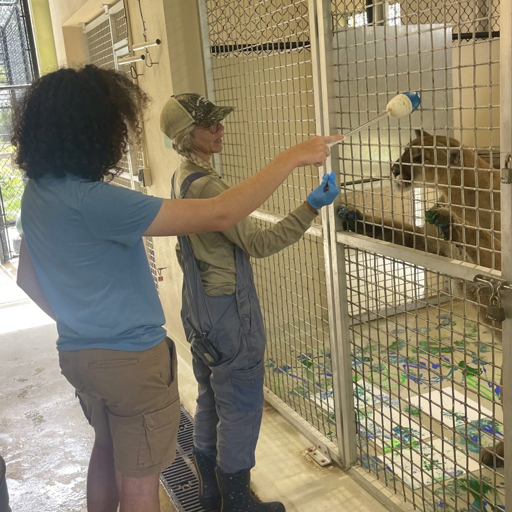 Teen working with a handler to guide a Florida panther using target training during a painting experience at Busch Wildlife Sanctuary.