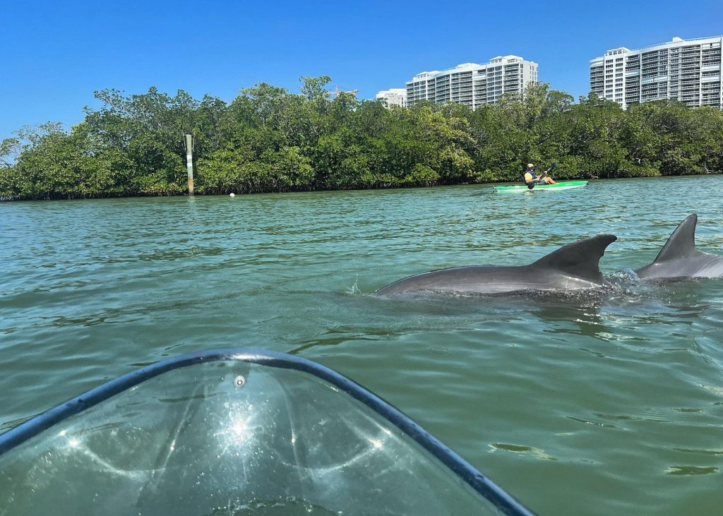 Clear kayak approaching dolphins near mangroves during a Naples Florida kayak tour