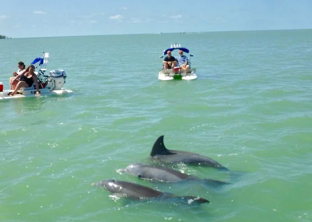 Best Naples Dolphin Tours: Unique CraigCat Dolphin Tour in Naples Florida