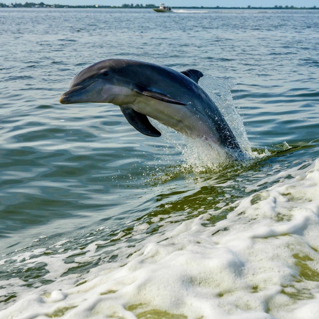 Bottlenose dolphin jumping out of the water next to a boat during a dolphin tour in Naples Florida