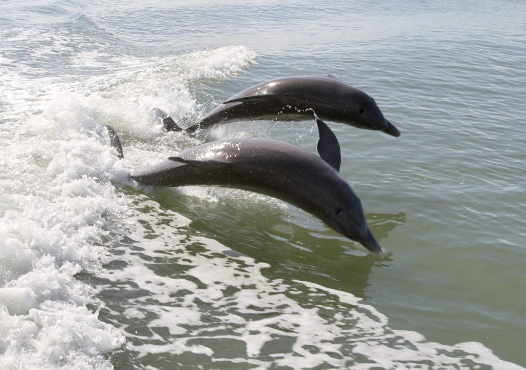 Two bottlenose dolphins swimming and jumping alongside a boat wake during a dolphin tour in Southwest Florida