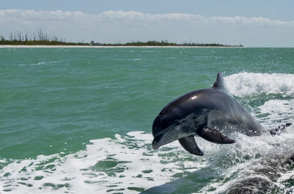 Bottlenose dolphin leaping out of the water with the Gulf Coast shoreline in the background near Naples Florida
