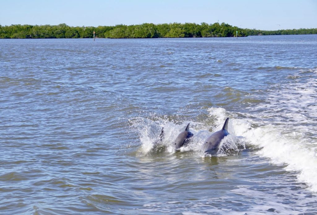 Three dolphins swimming and jumping beside a boat during a Naples dolphin tour in Florida