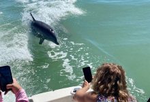 People photographing a dolphin swimming beside a boat during a private dolphin tour in Naples Florida
