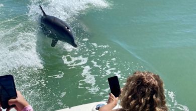People photographing a dolphin swimming beside a boat during a private dolphin tour in Naples Florida
