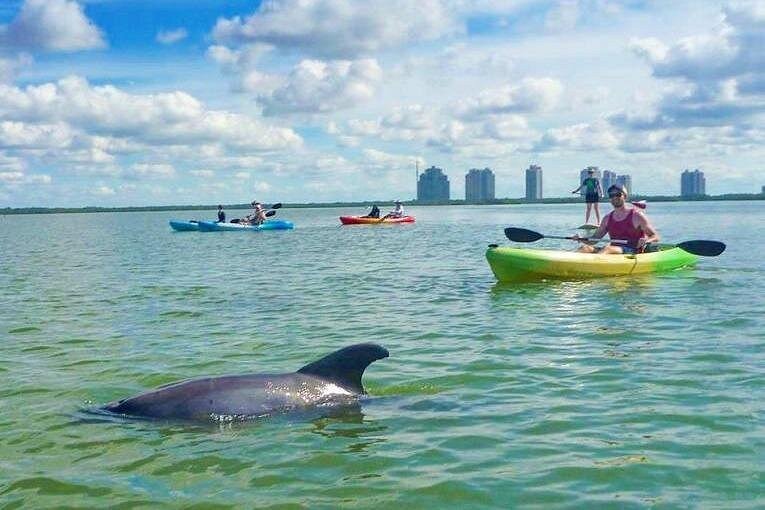 Kayakers paddling near a dolphin in calm Gulf waters near Naples Florida